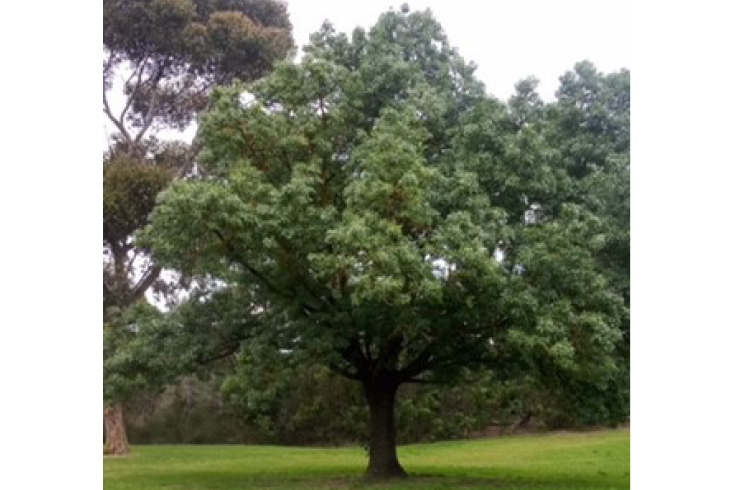 Tree guardian: Josie, age 14 | Monash Youth Services